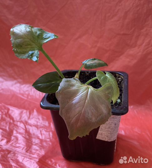 Сингониум малиновый крем