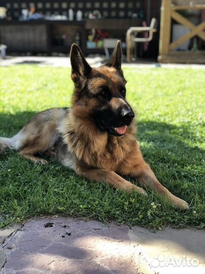 Вязка собак немецкая овчарка