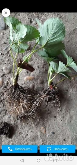 Рассада клубники