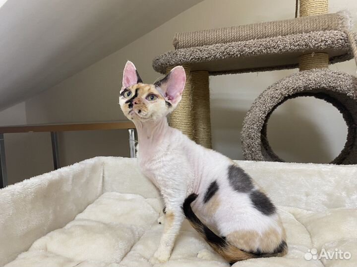 Девон рекс калико кошка