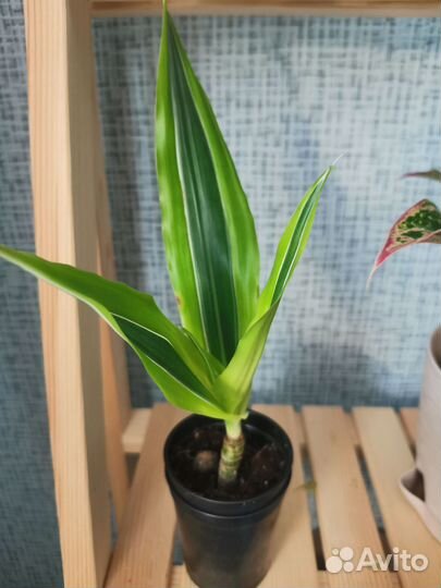 Пальма драцена