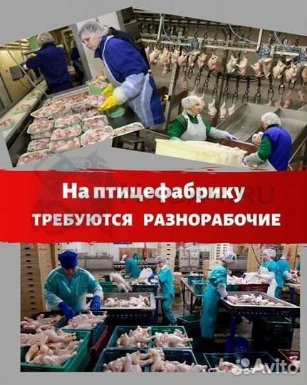 Вахта на птицефабрику