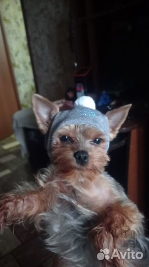 Вязка