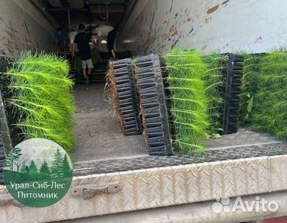 Зкс и окс Сосна Ель Лиственница сеянцы Голуб горн