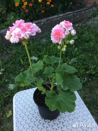 Пеларгония / герань разные сорта