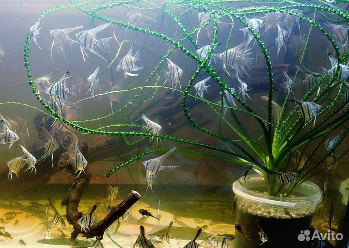 Аквариумые рыбки