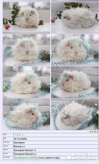 Морские свинки альпака, шелти, тедди, перуанская