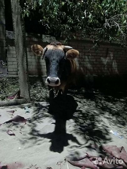 Бычок и тёлочка