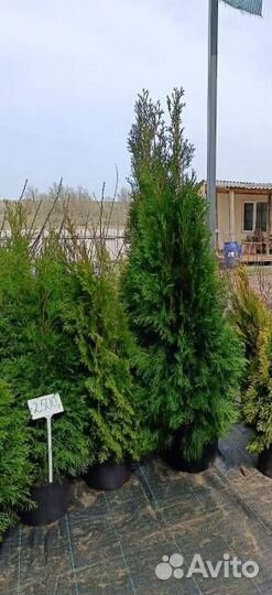Растения для сада