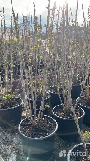 Саженцы Яблоня Коричное Полосатое