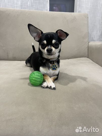 Случка кобеля