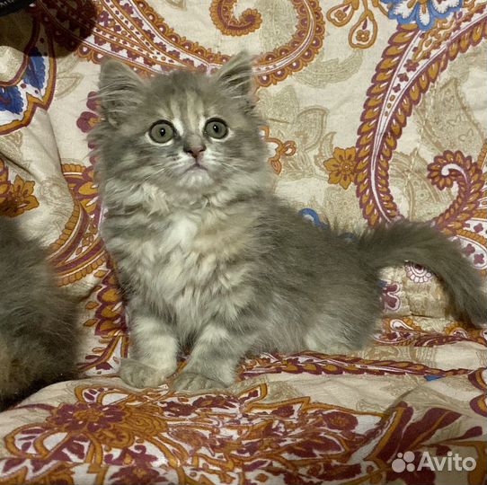 Котенок девочка бесплатно