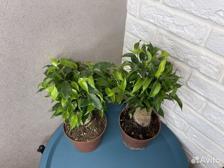 Фикус бенджамина наташа комнатные цветы