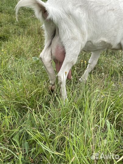 Коза дойная зааненская