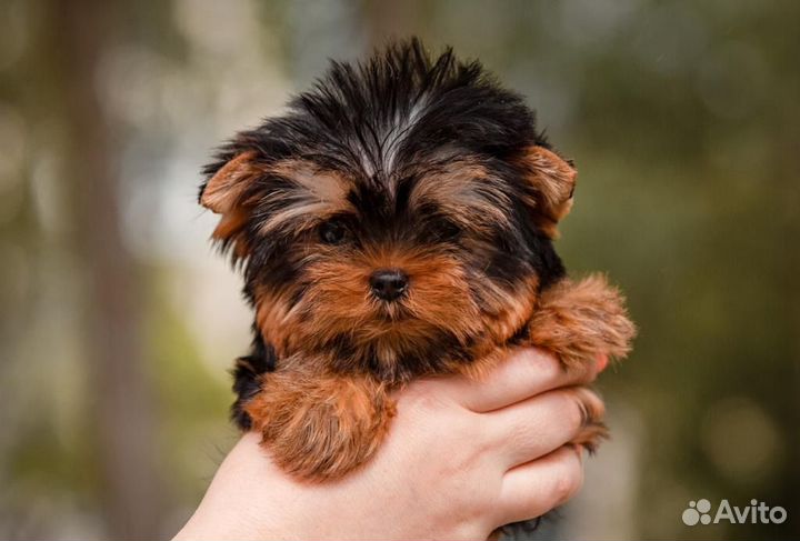 Йорки щенки девочки и мальчики