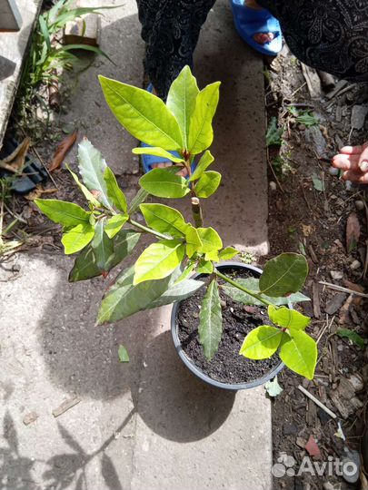 Лавровый лист