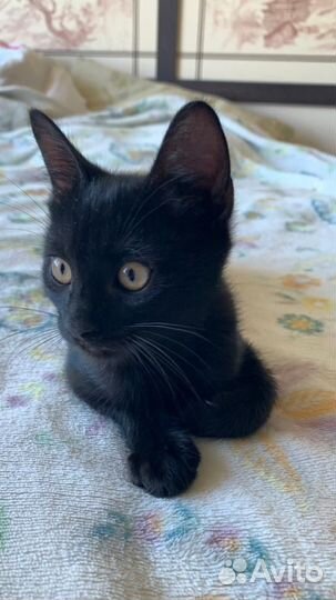 Вы меня хорошо видите