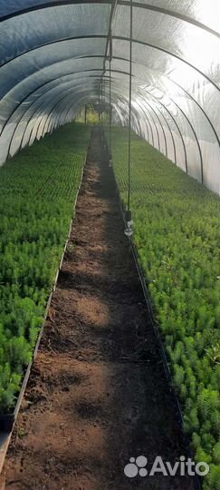 Саженцы туи смарагд