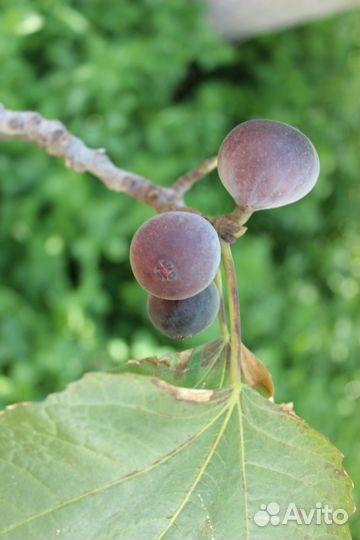 Саженцы инжира - эффектный подарок