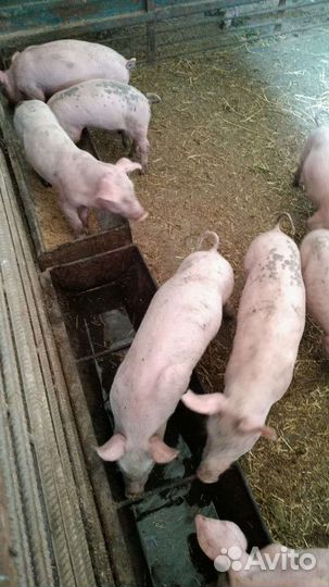 Поросята