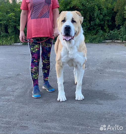 Вязка алабай