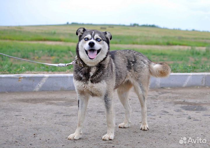Хаска метис в добрые руки