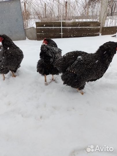 Куры плимутрок, джерсы петух