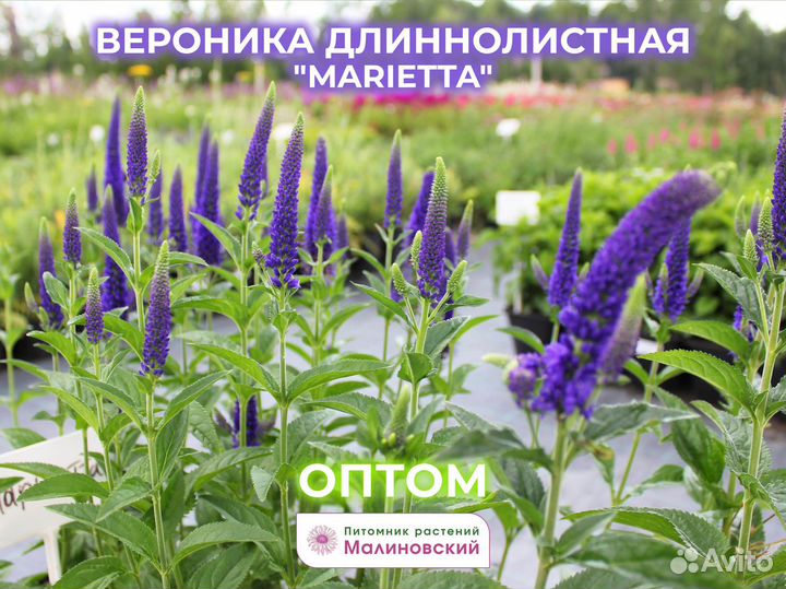 Коллекция Вероники Опт с Питомника