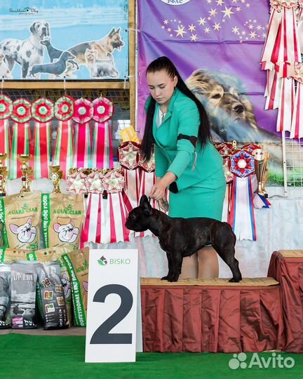 Хендлер Ростов на Дону