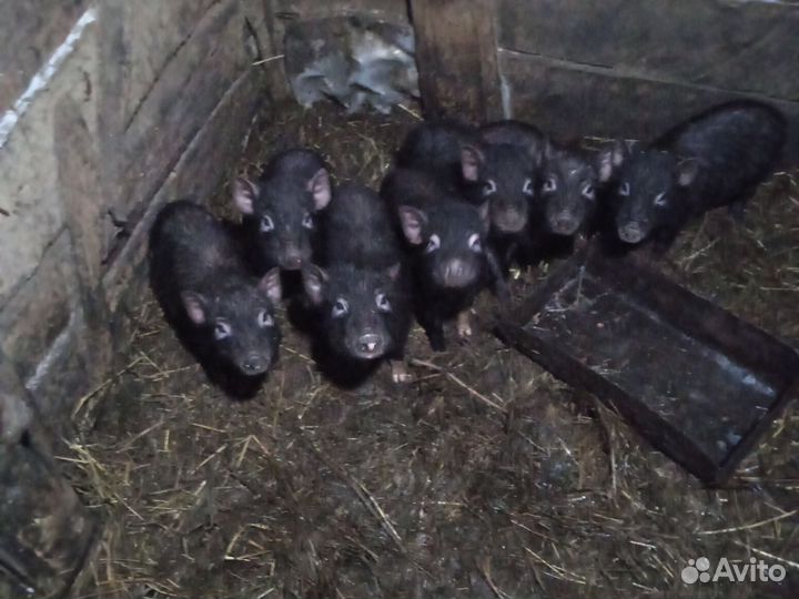 Вьетнамские вислобрюхие поросята