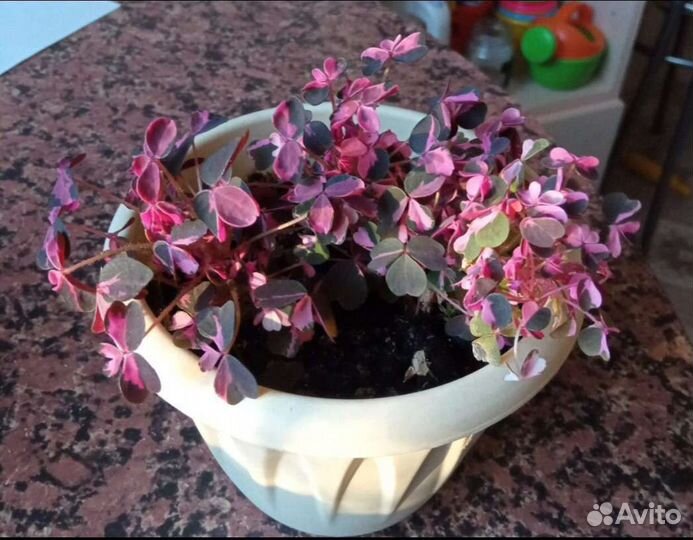 Оксалис plum crazy и калима