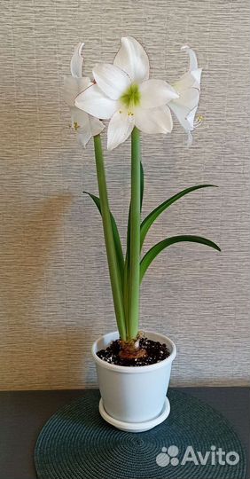 Гиппеаструм Пикоти семена