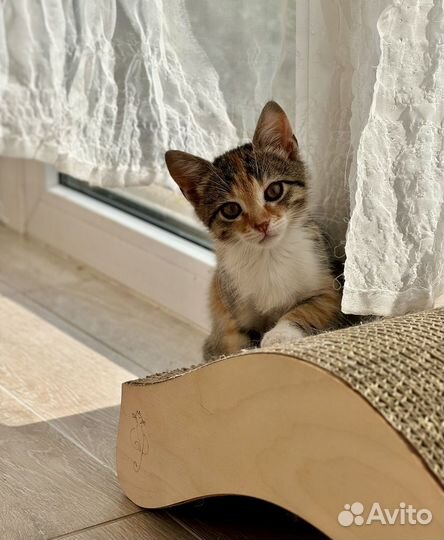Котенок девочка ищет дом