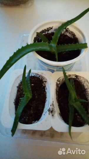 Алоэ лечебный, каланхоэ леч, золотой ус