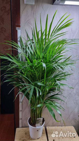 Пальма Арека 17/110-120