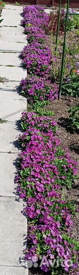 Примула 2 вида