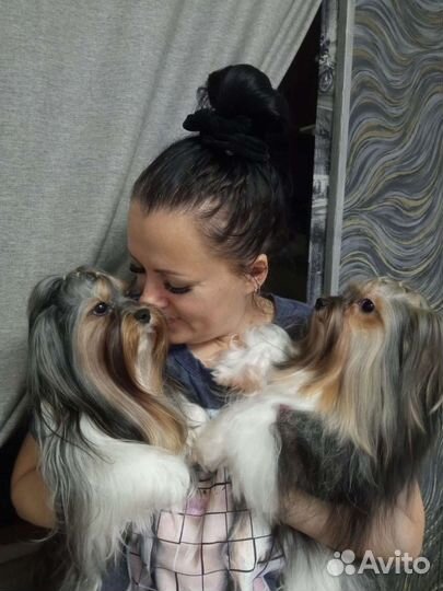 Стрижка собак и кошек. Экспресс линька