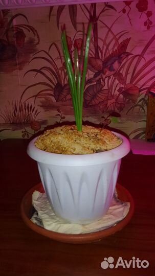 Птицемлечник