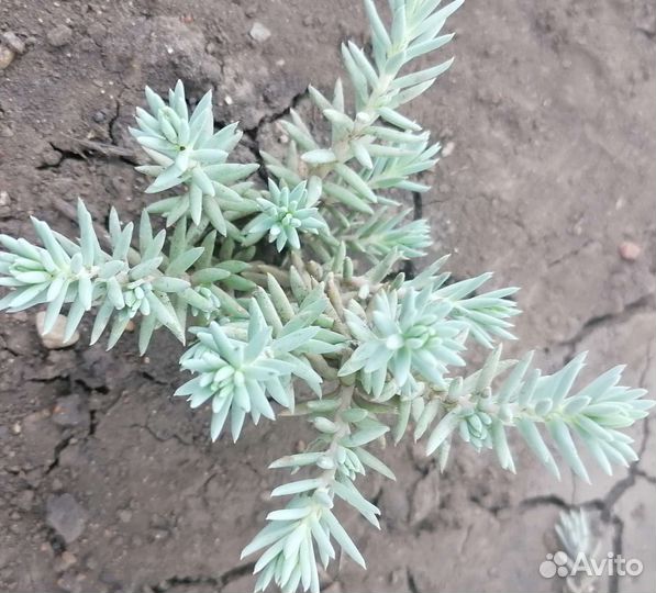 Почвопокровные растения