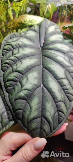 Алоказия шкура дракона