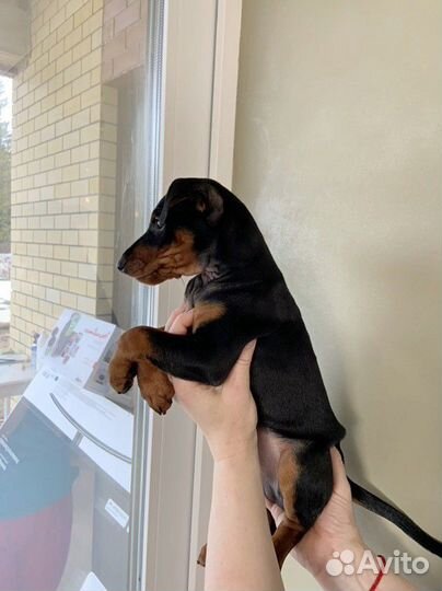 Щенки цвергпинчера