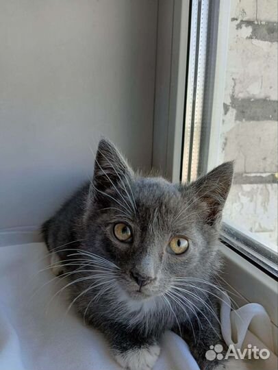 Котенок мальчик