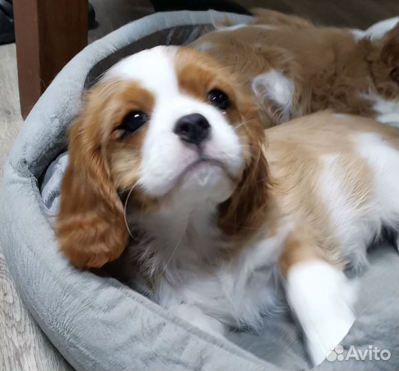 Девочка ккчс