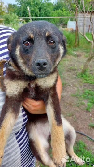 Собака ищет дом