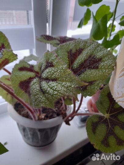 Цветы домашние, взрослые в плошках