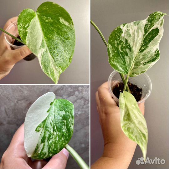 Монстера Альба Адансони Фридрихшталя