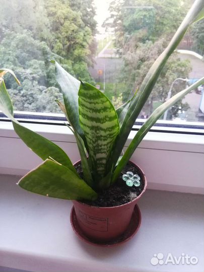 Сансевиерия. Щучий хвост. Тещин язык. Комнатные р