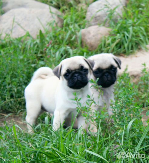Щенки мопса