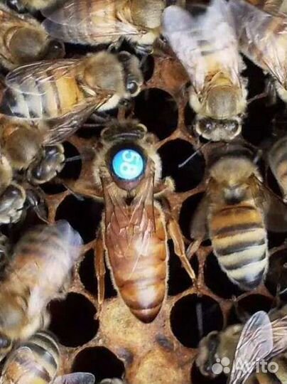 Матки бакфаст