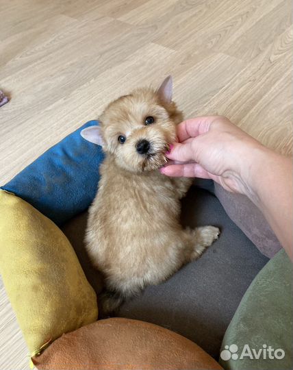 Золотой йорк голдаст девочка